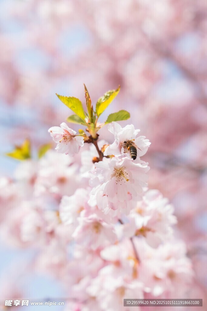 春日烂漫樱花绽放