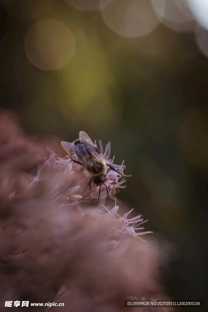 毛茸茸植物上的精致小花
