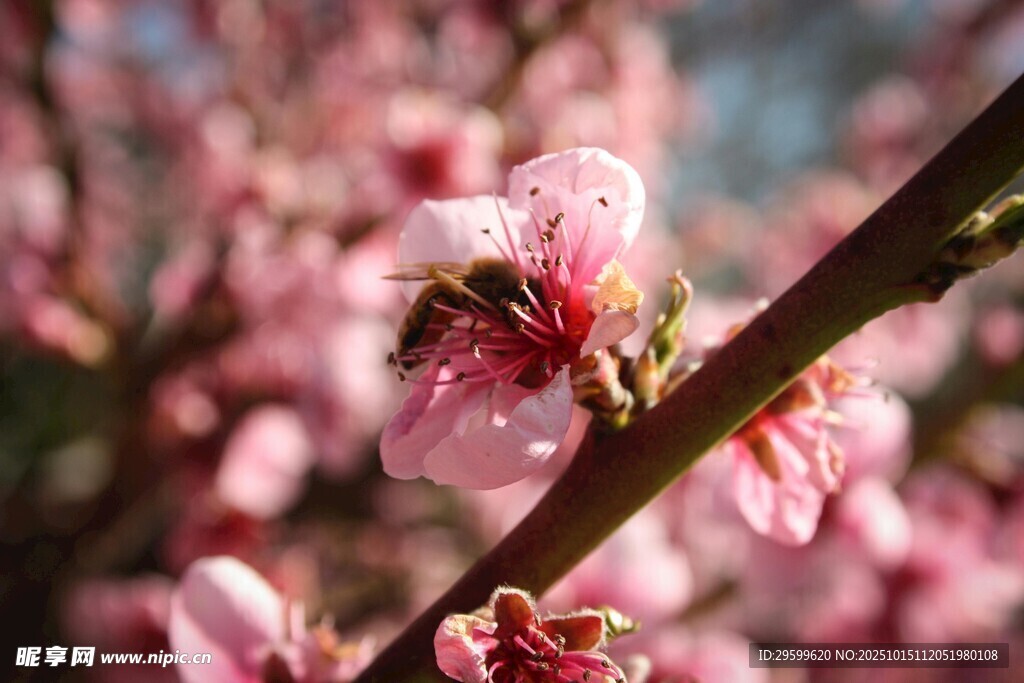 枝头桃花蜜蜂采蜜图