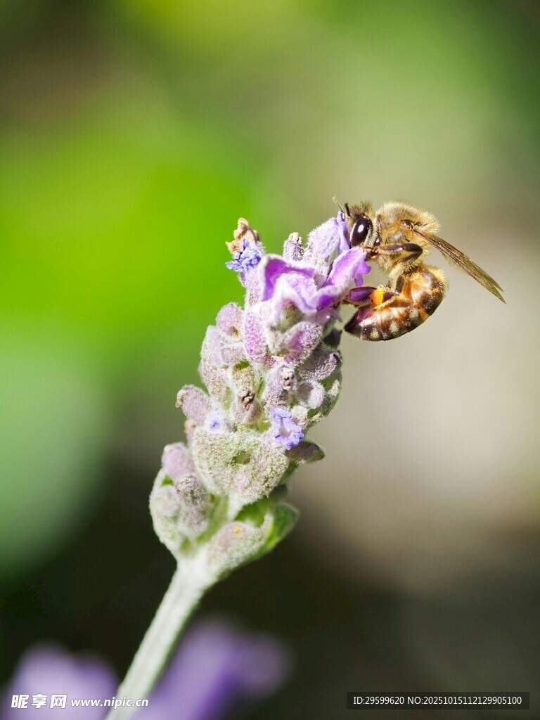蜜蜂采蜜于紫色薰衣草