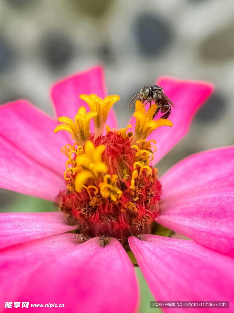 蜜蜂采蜜于娇艳粉花中