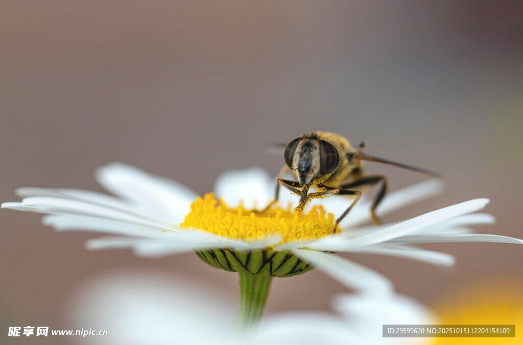 蜜蜂采蜜于白色雏菊上