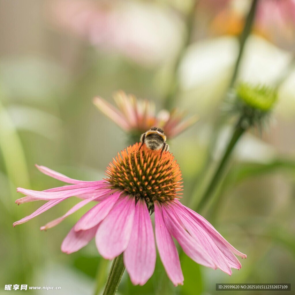蜜蜂采蜜于粉色松果菊