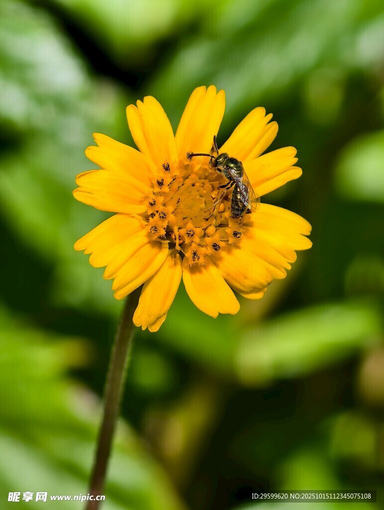 蜜蜂采蜜于黄色小花间
