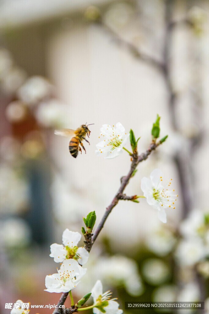 蜜蜂飞舞于绽放的花枝间