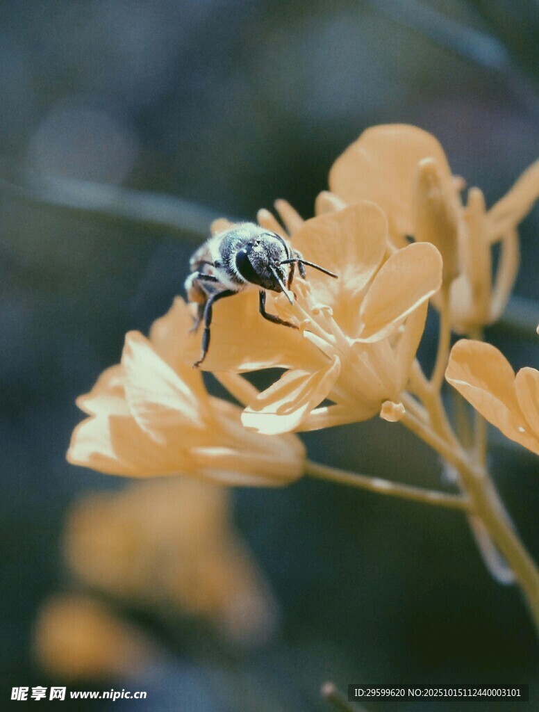 蜜蜂停留在黄色花朵上