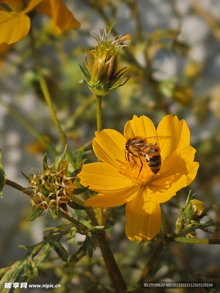 蜜蜂采蜜于明艳小黄花