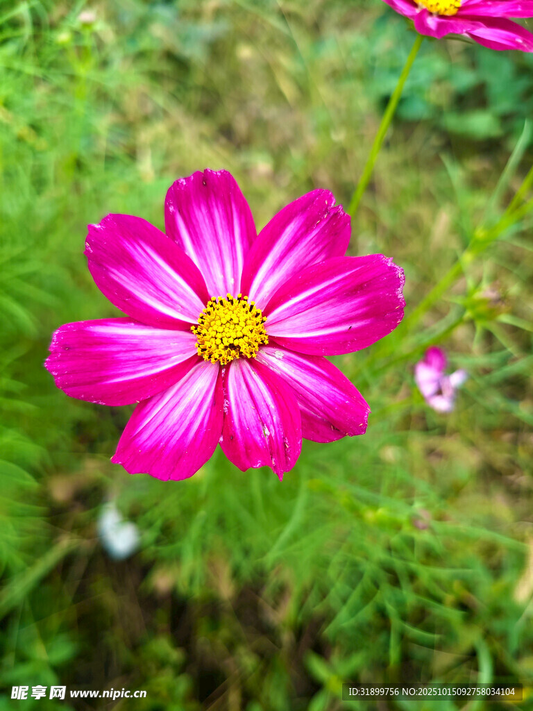 娇艳粉色格桑花绽放