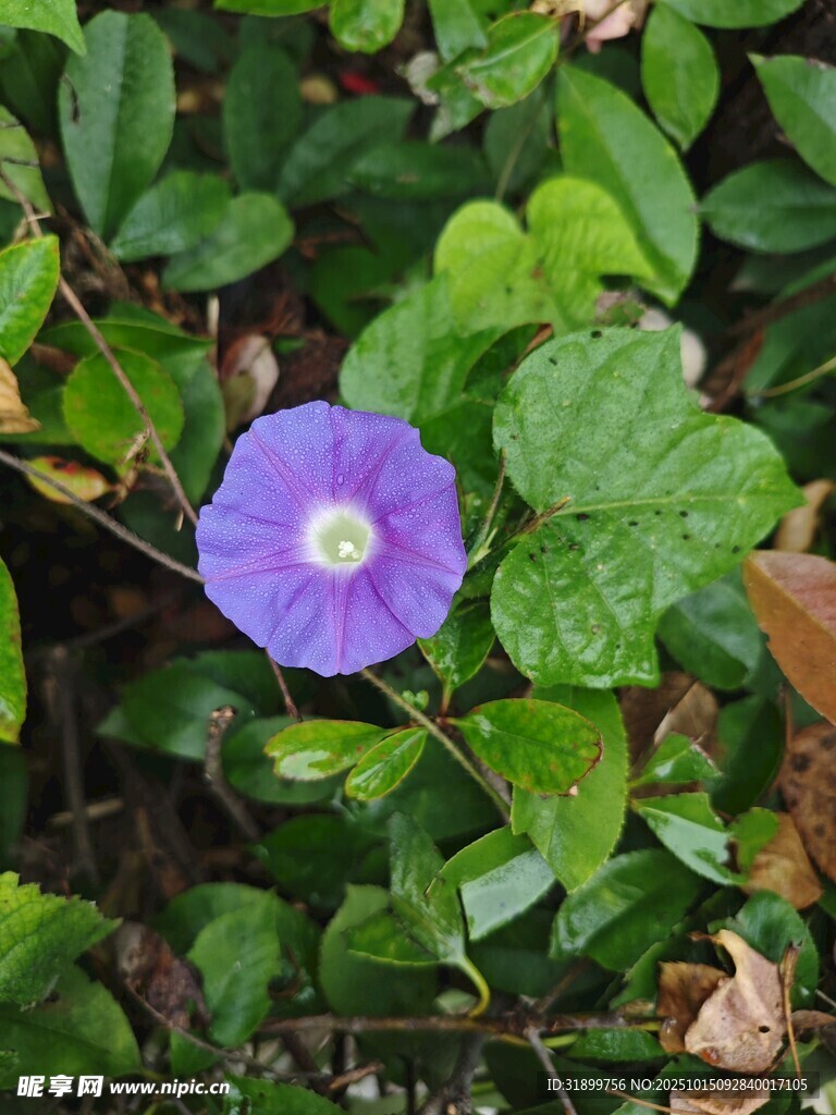 紫色牵牛花绽放绿叶间