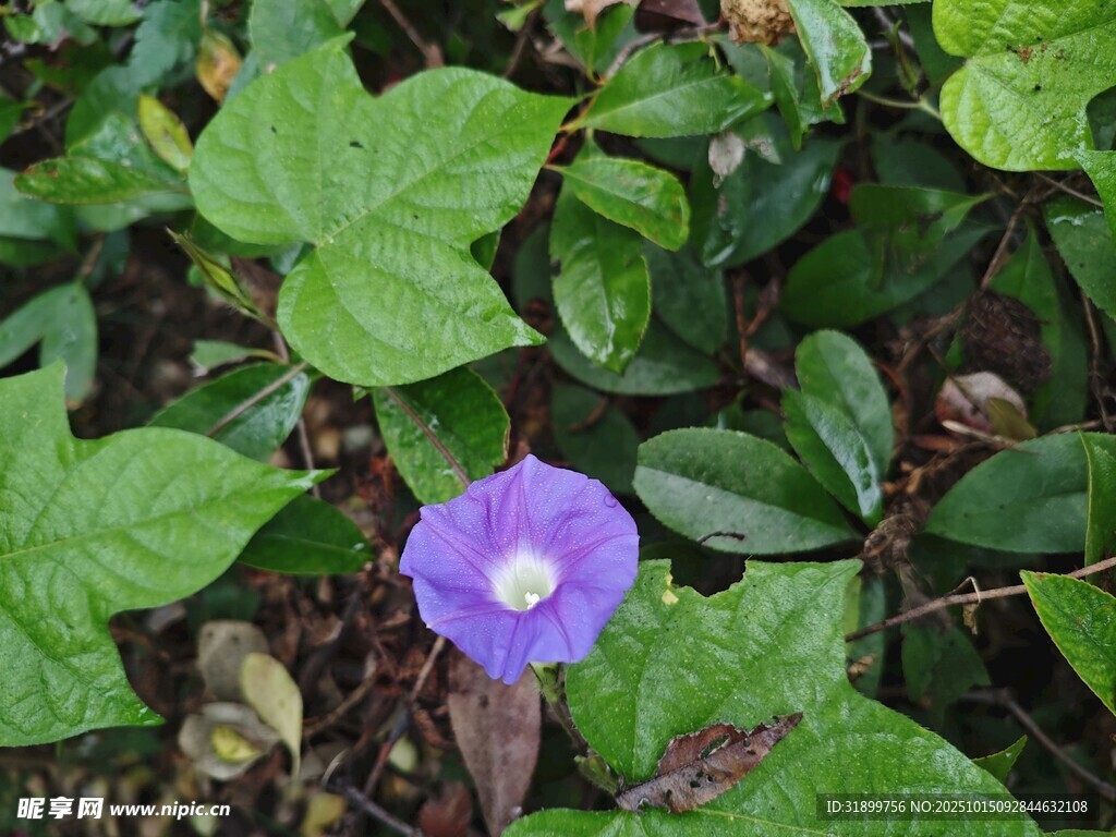 紫色牵牛花绽放绿叶间