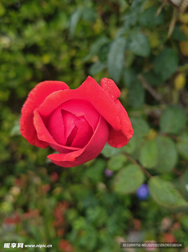娇艳红玫瑰绽放于绿植间