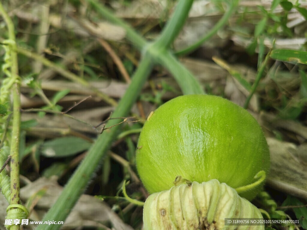 嫩绿南瓜初绽于草丛间