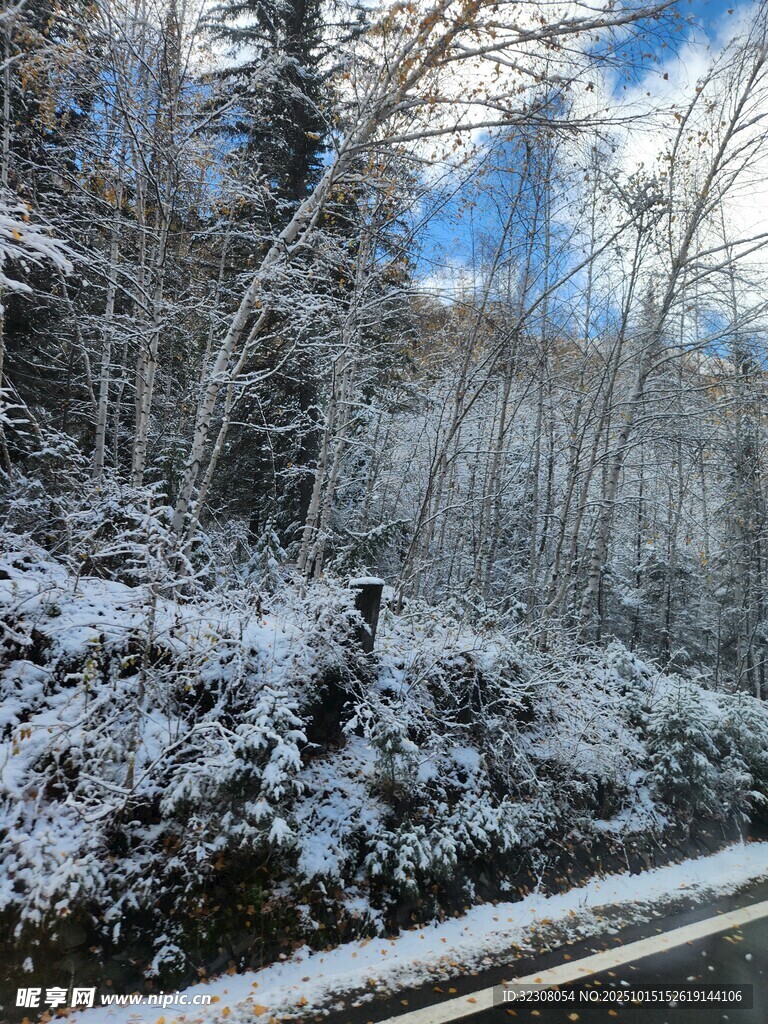 冬日雪覆树林路边美景