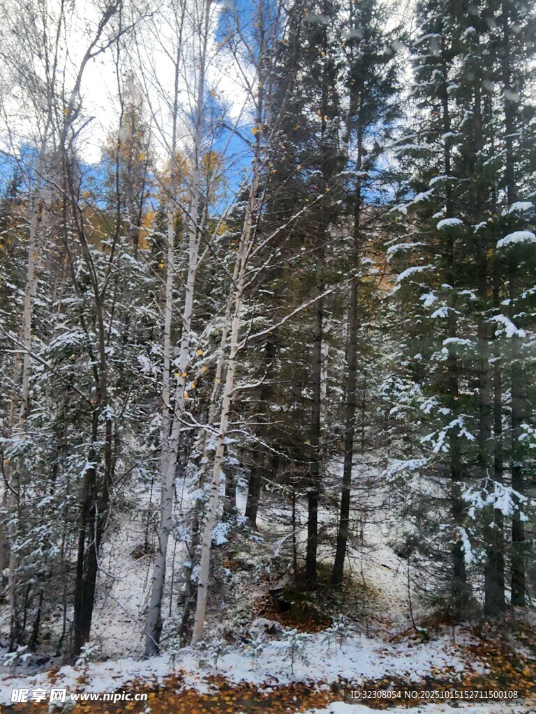 冬日雪覆树林美景