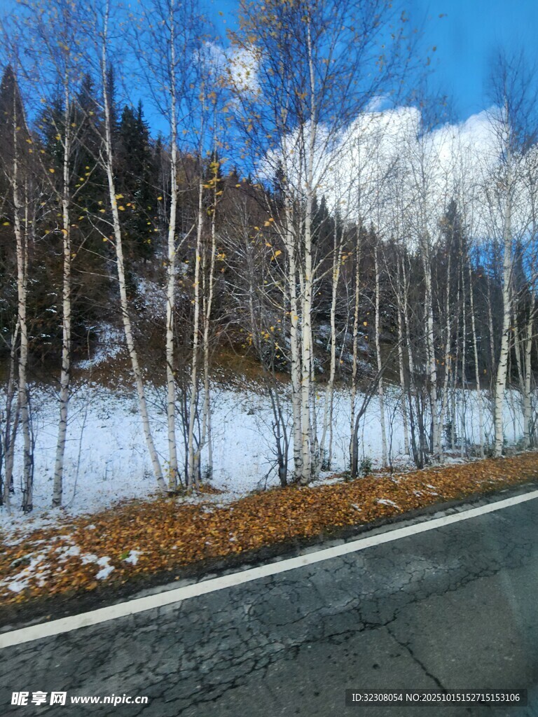 冬日公路旁的白桦林美景