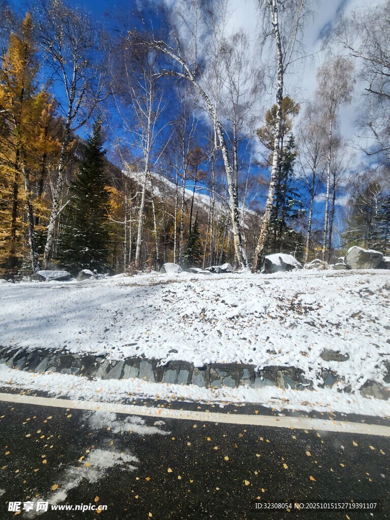 冬日雪景中的树木与道路