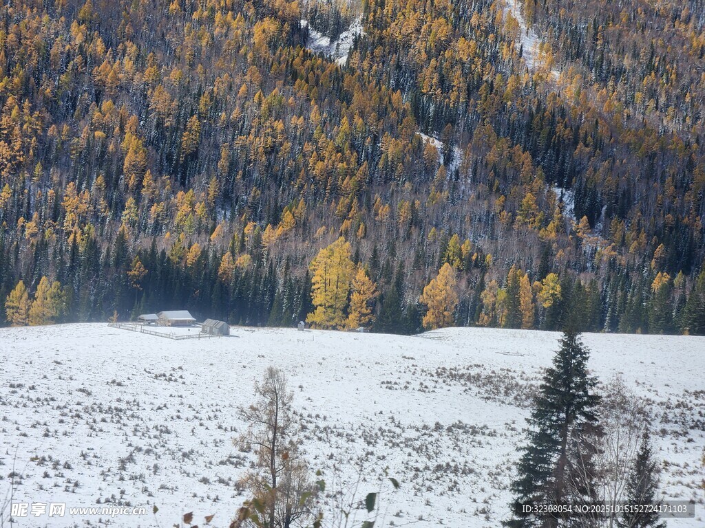 秋末雪山下的多彩山林