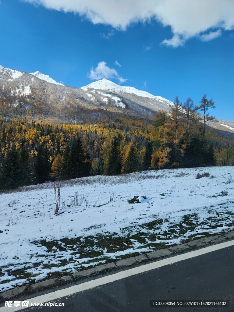 雪山公路旁的秋日山林