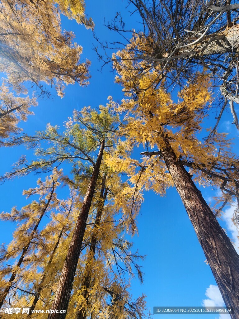 仰望秋日金黄挺拔树木