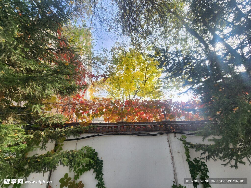 秋日墙边繁茂绿植景观