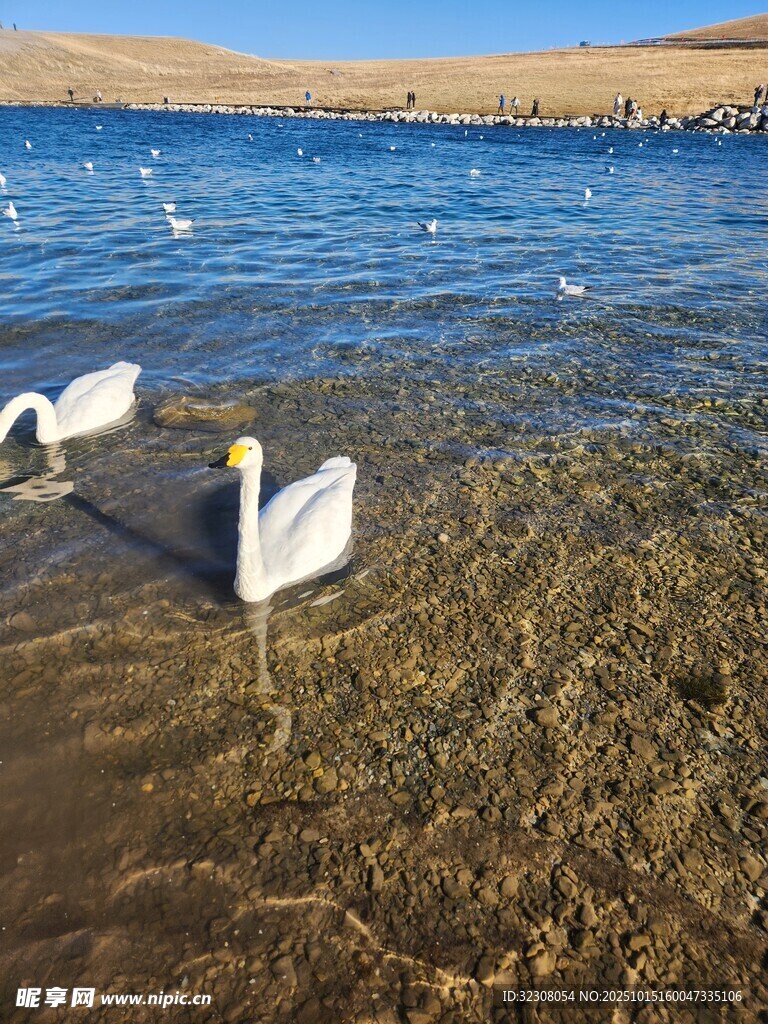 湖畔天鹅悠然戏水