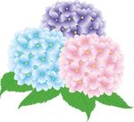三色绣球花绽放