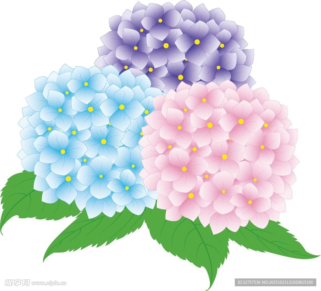三色绣球花绽放