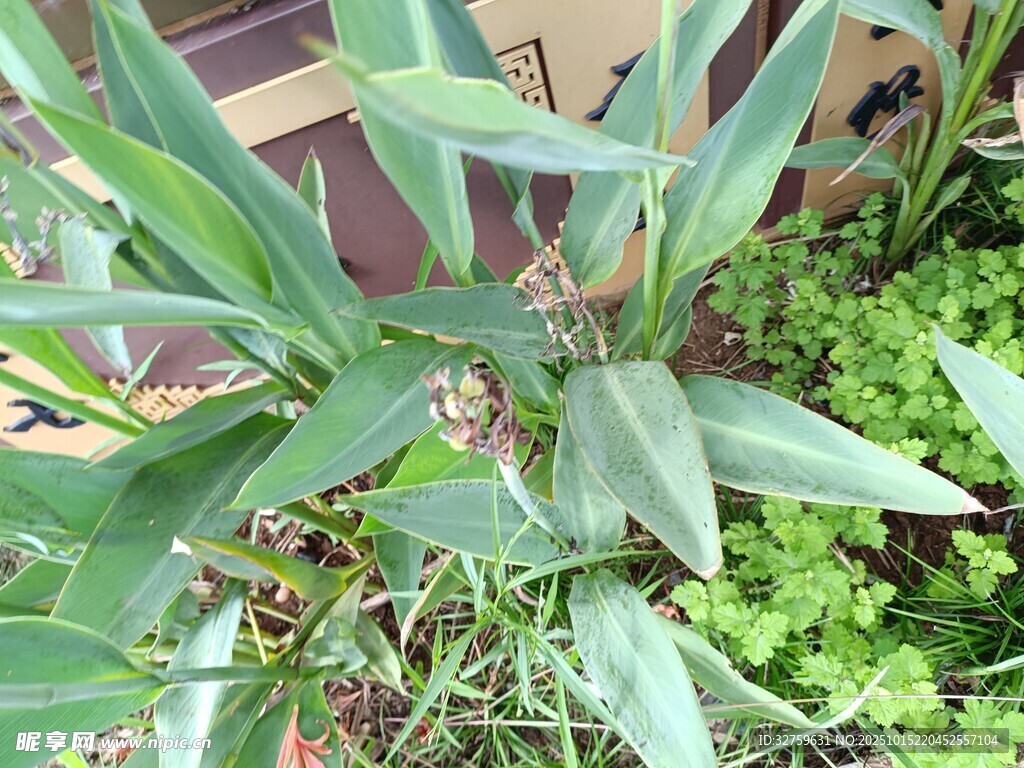 翠绿清新的植物景观