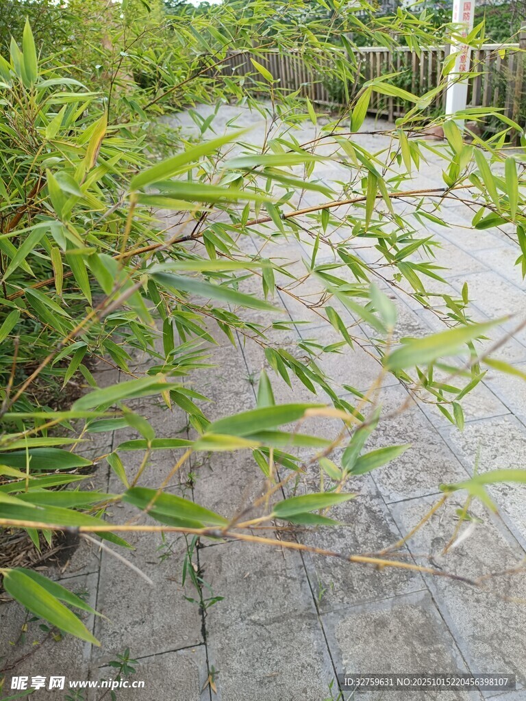 小径旁的翠绿植物