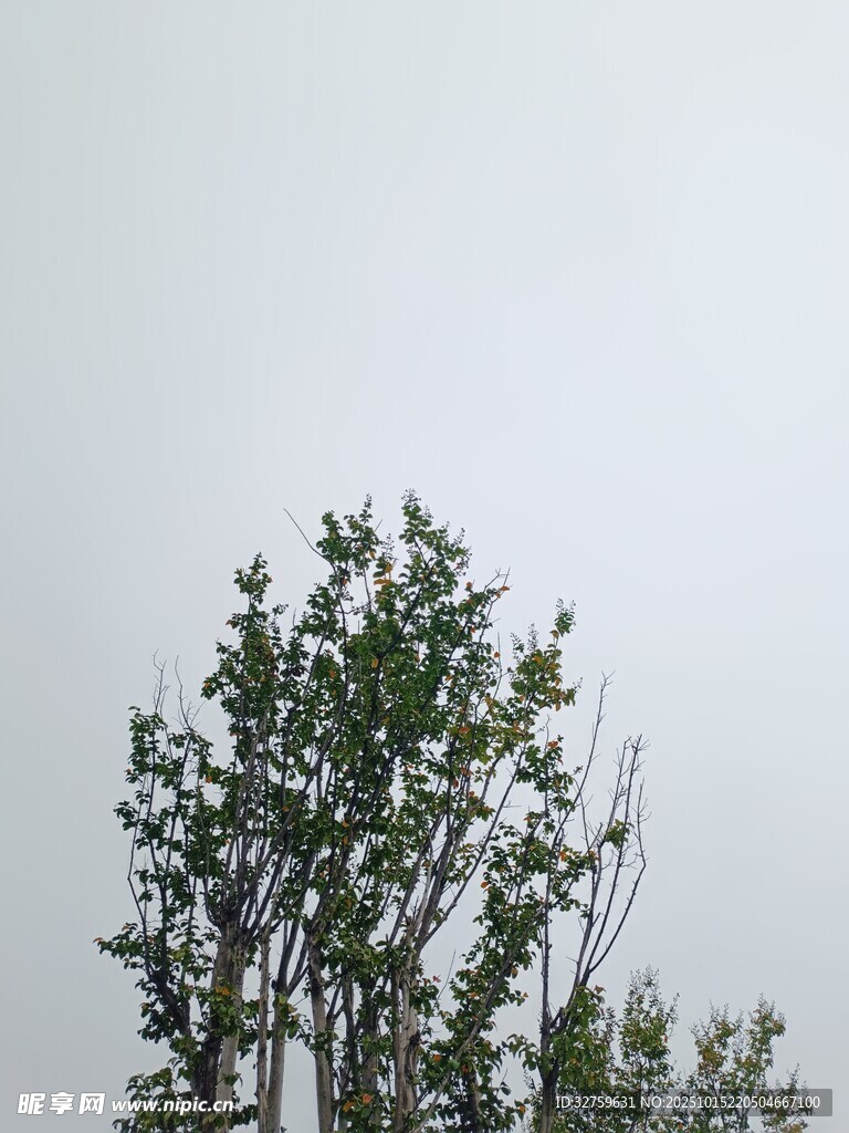 枝头绿意 