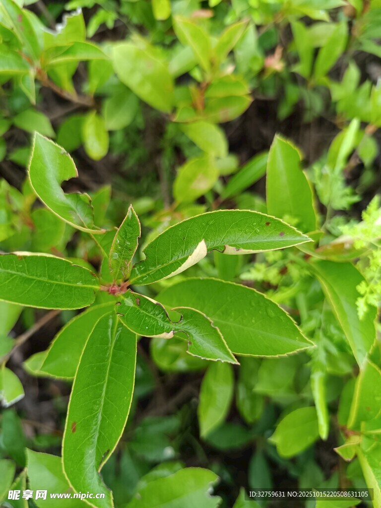 翠绿清新的单株绿叶植物