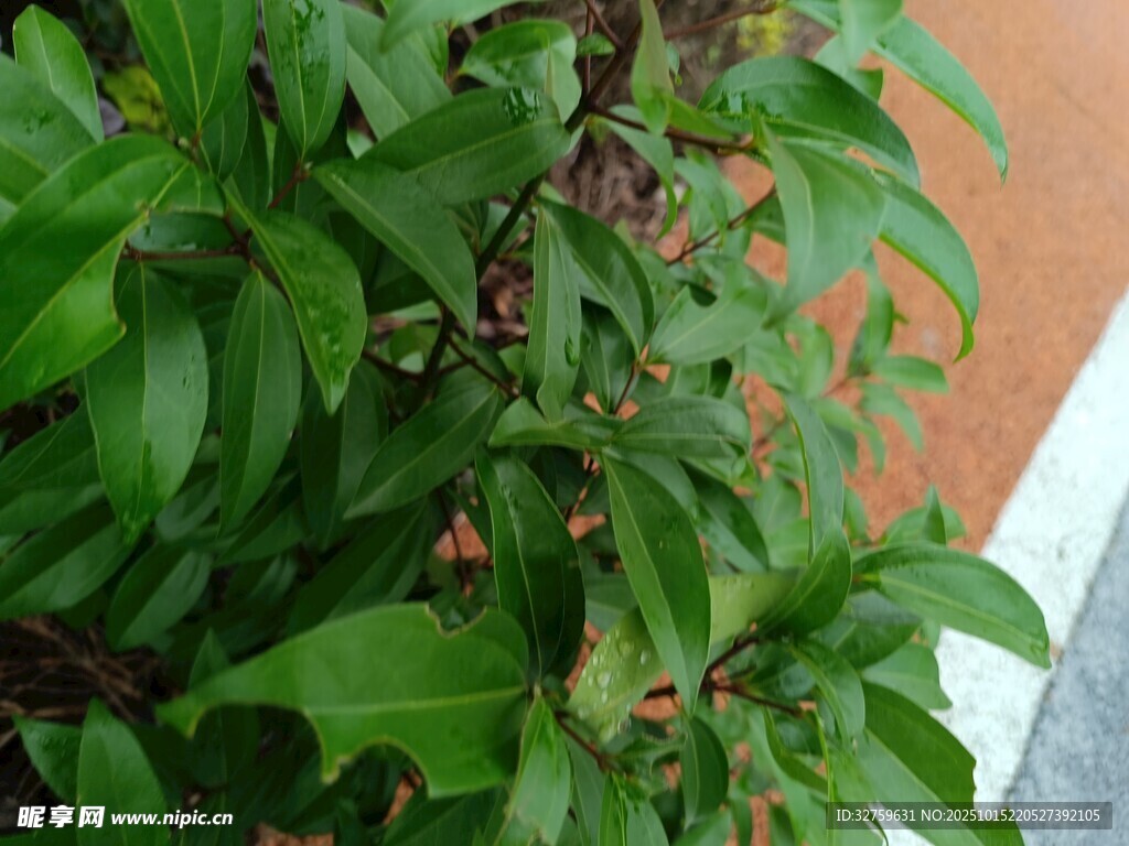绿叶繁茂的植物特写