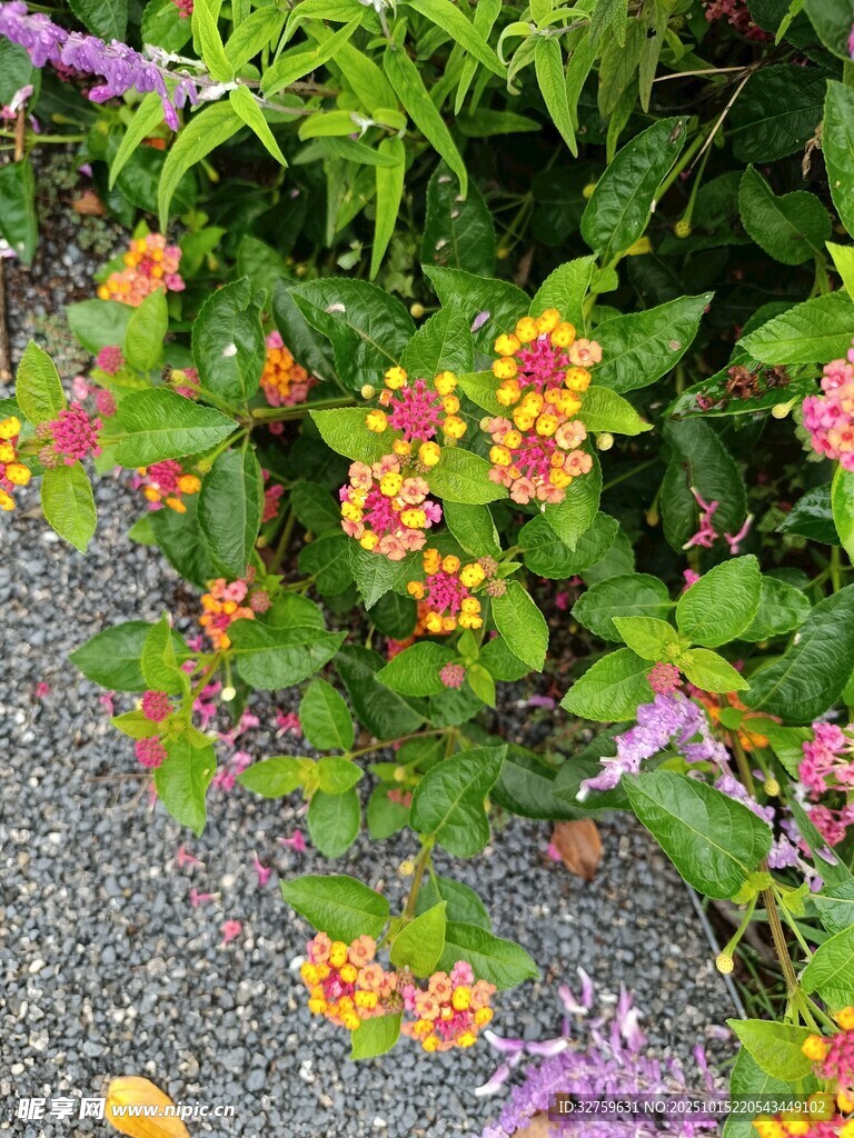多彩花卉绽放于绿植间