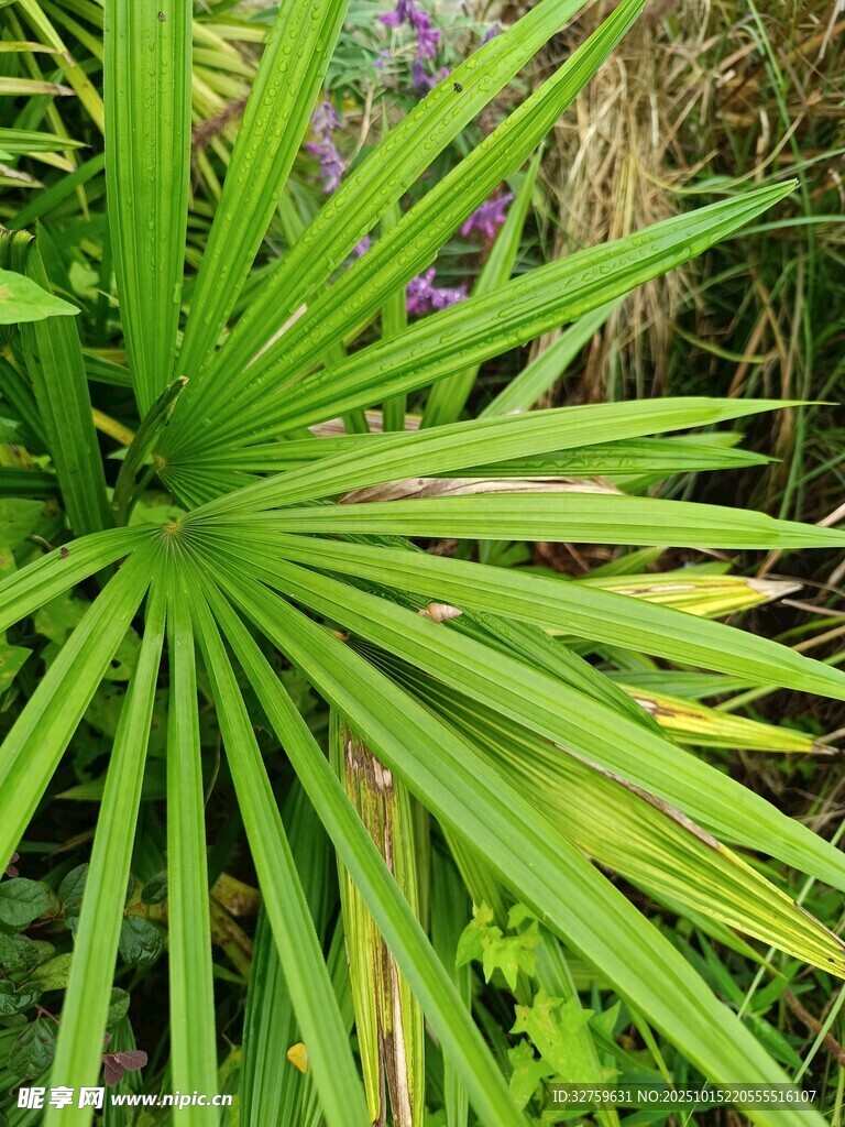 扇形绿叶植物特写