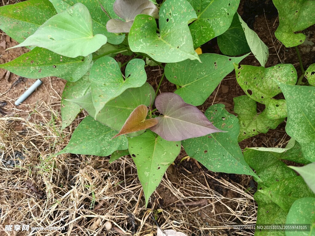 绿叶植物特写