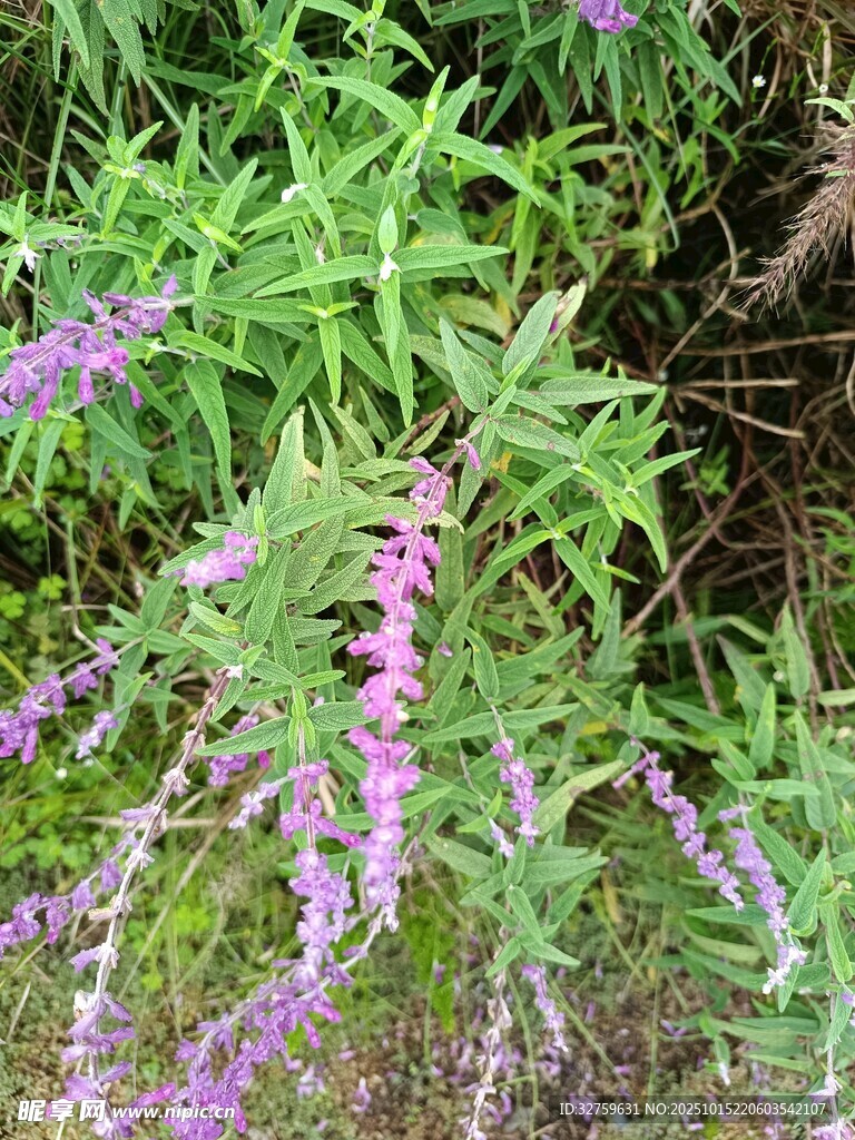 紫色野花与绿色植物景观