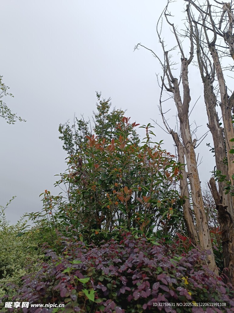 秋日枯树与多彩植物景观