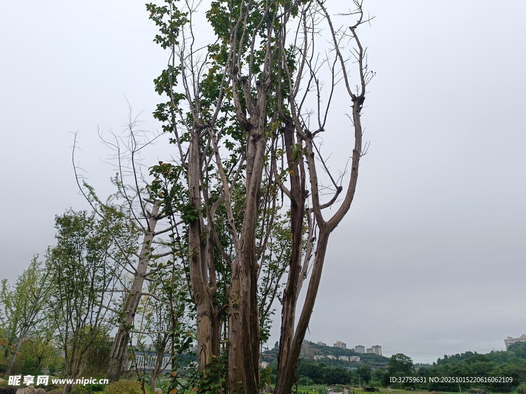枯树挺立在朦胧天色下