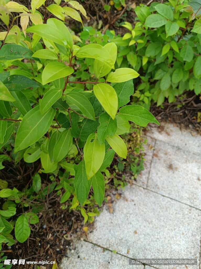 石板小径旁的翠绿植物