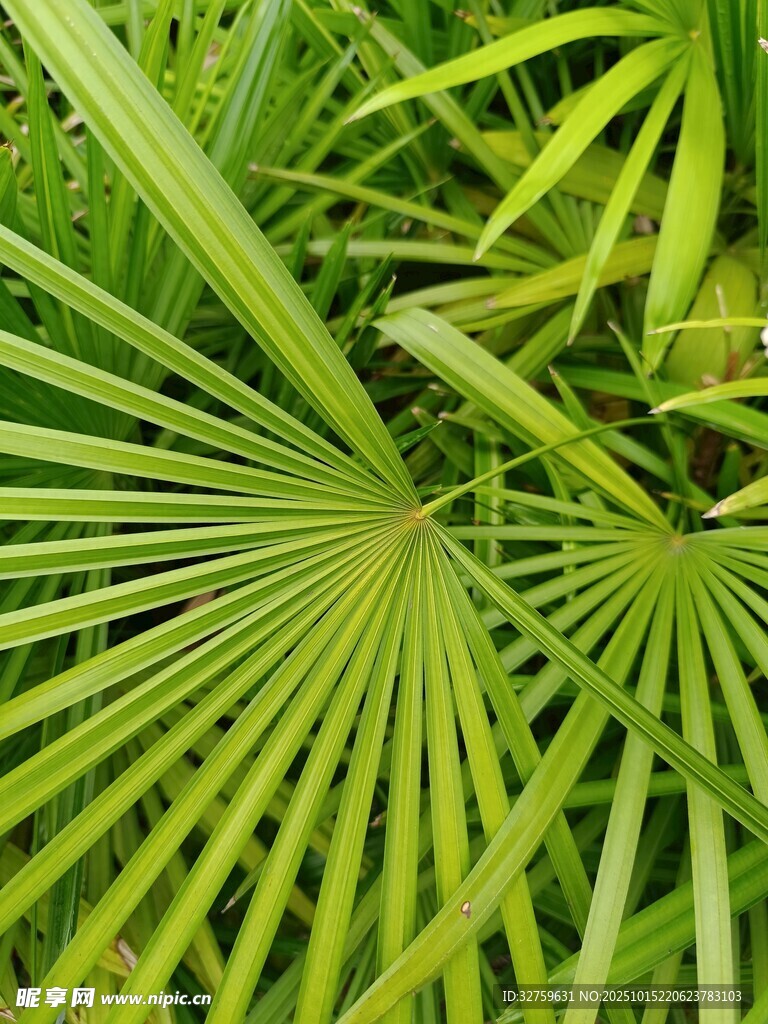 翠绿扇形叶片的热带植物