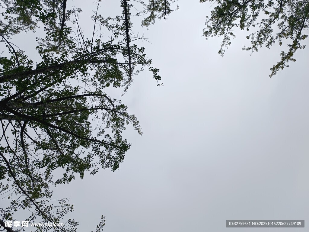 仰视树枝与灰白天空