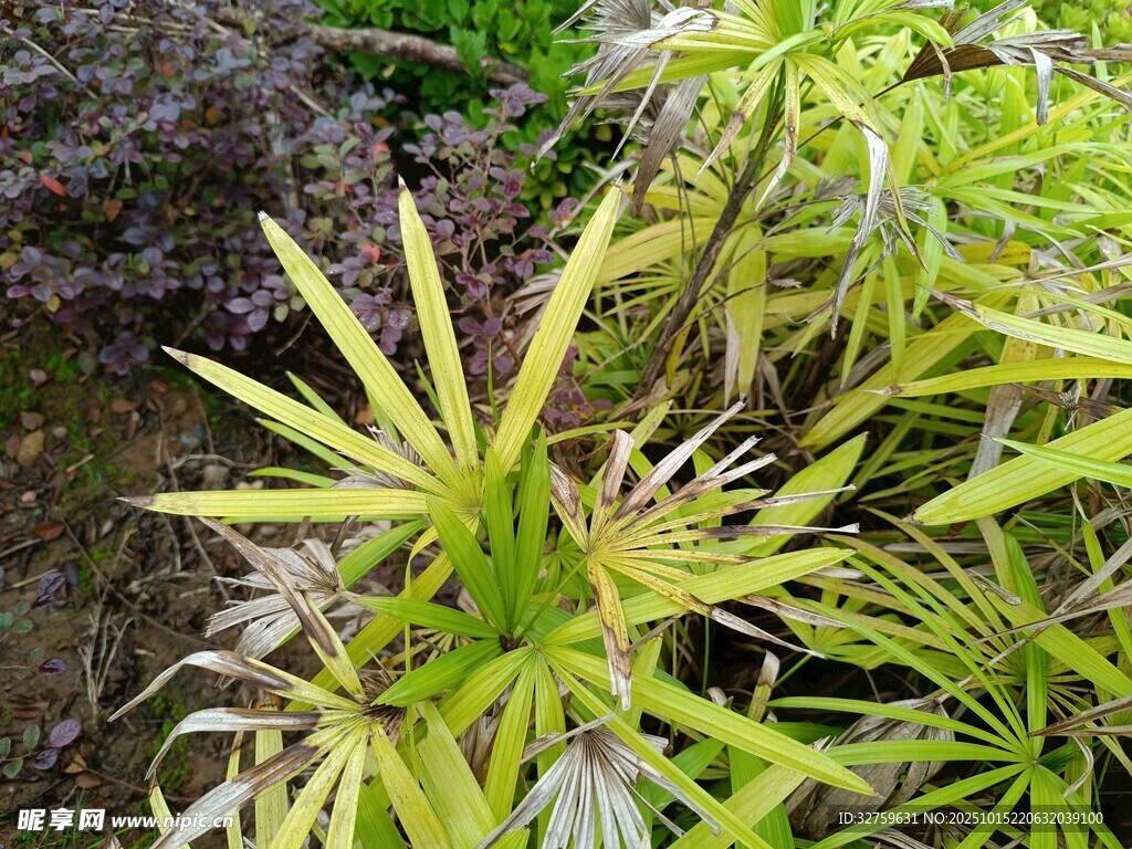 翠绿叶片的清新植物