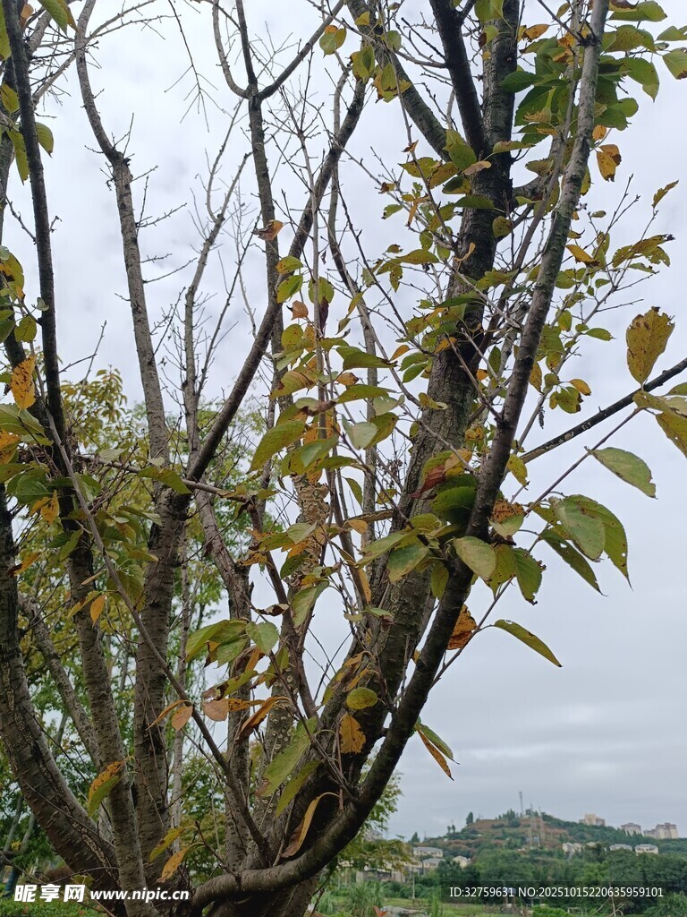 枝头绿叶与光秃枝干景象