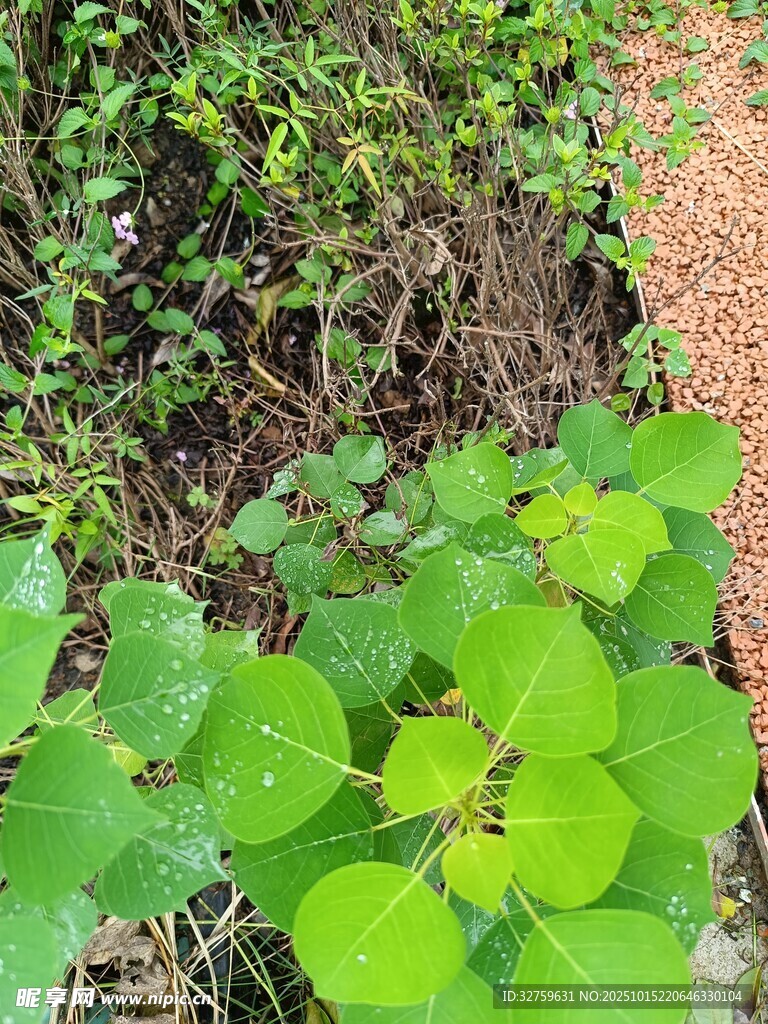 绿叶繁茂的地面植物景观