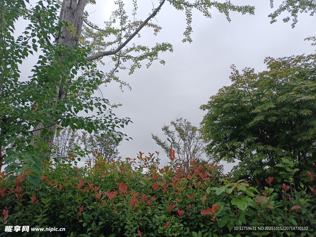 绿树红花的自然景致