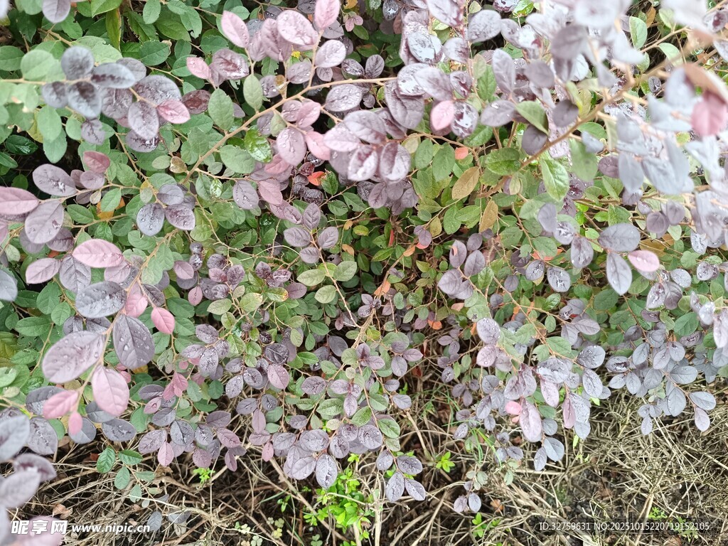 紫色叶片植物特写