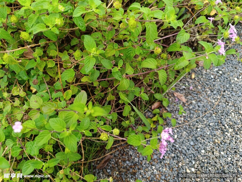 路边绽放的清新小花