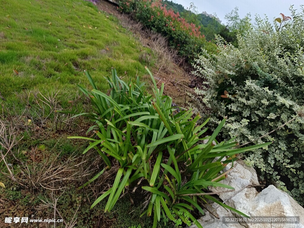 山坡绿植景观