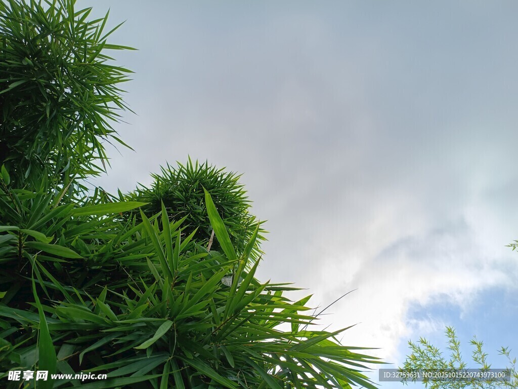 翠绿竹林与蓝天白云
