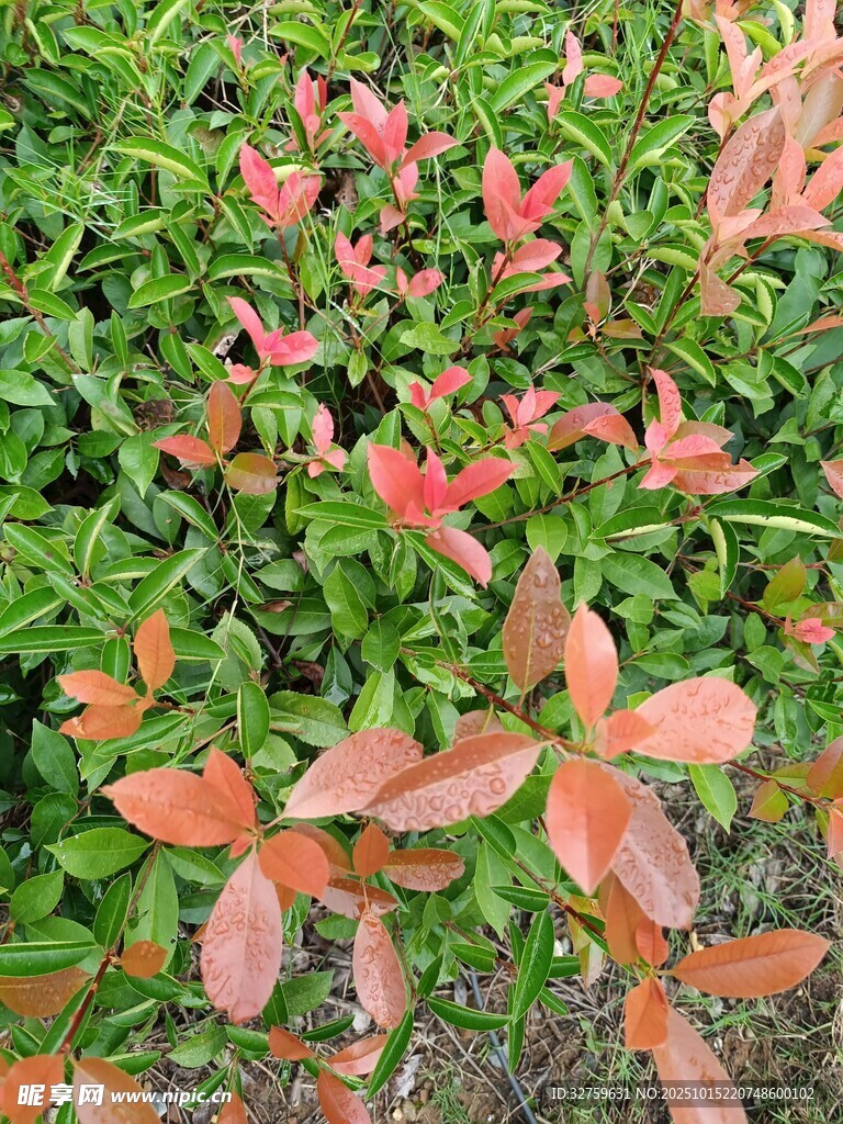 红叶灌木特写